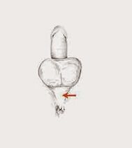 мускули на потенција и нивната напнатост за зголемување на потенцијата